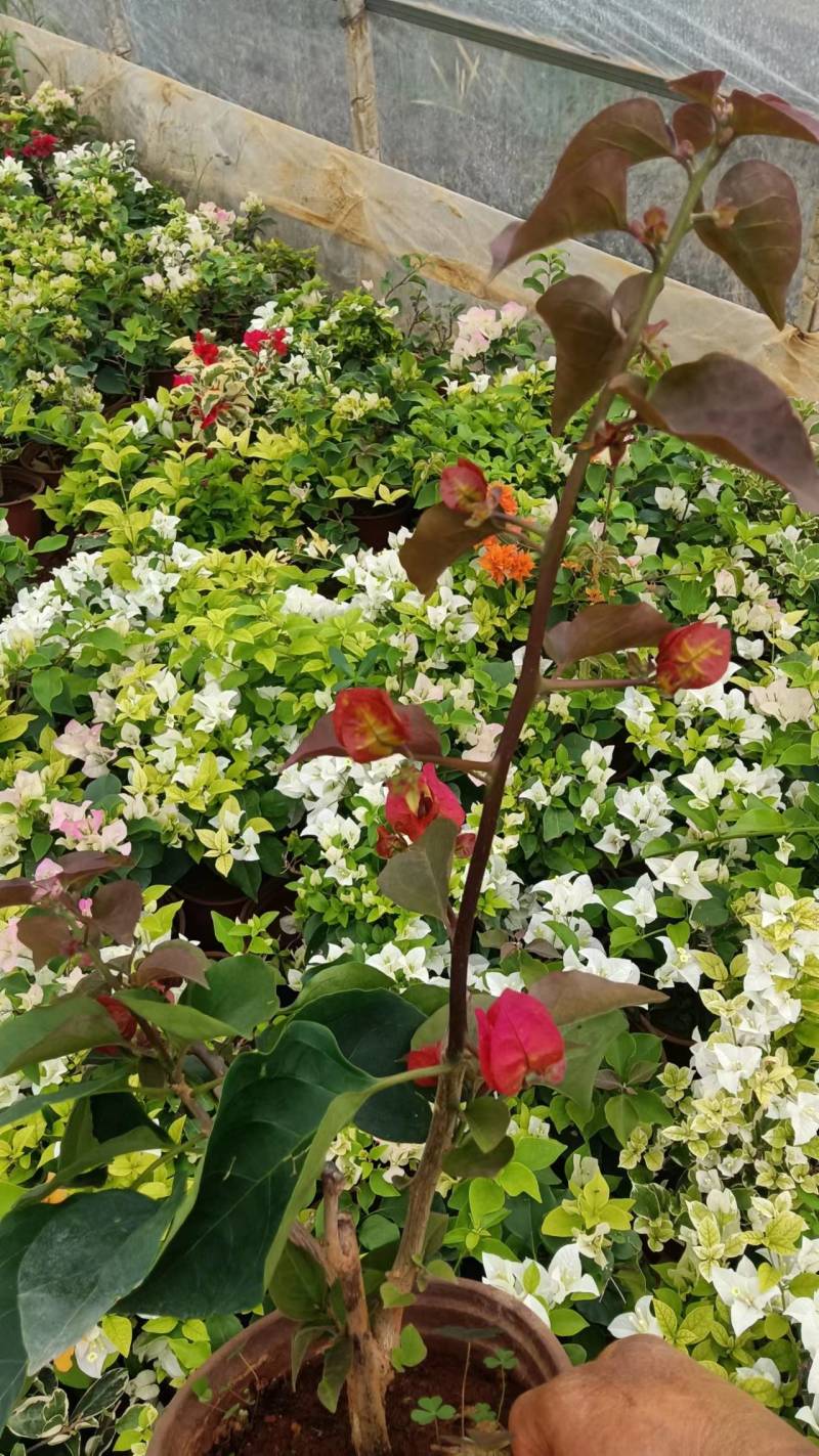 三角梅带花发货四季开花阳台爬藤三角梅盆栽花苗老桩三角梅
