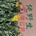 新鲜野生蒲公英，现采现挖，野菜特菜，多种用途，欢迎咨询