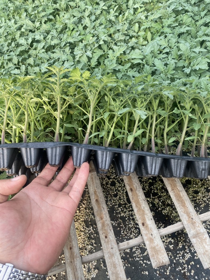 千禧番茄苗西红柿苗圣女果番茄苗釜山88番茄苗