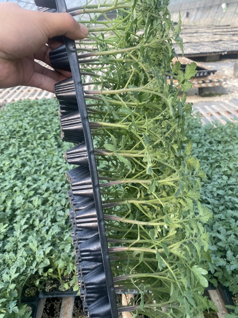 千禧番茄苗西红柿苗圣女果番茄苗釜山88番茄苗