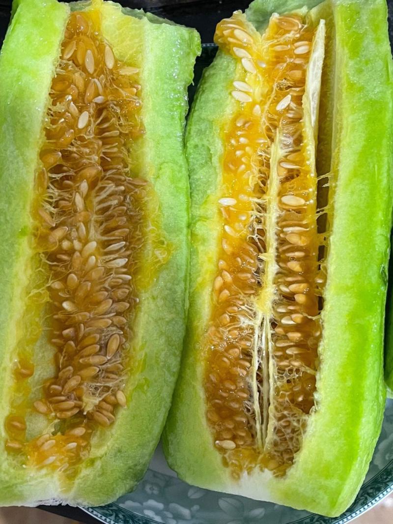 山东羊角蜜甜瓜大量现货，博洋61甜瓜，物美价廉