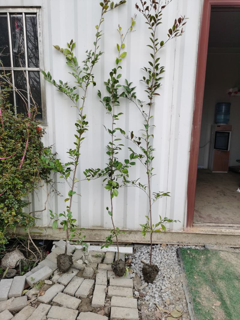 蚊母树苗高1.5-1.6米
