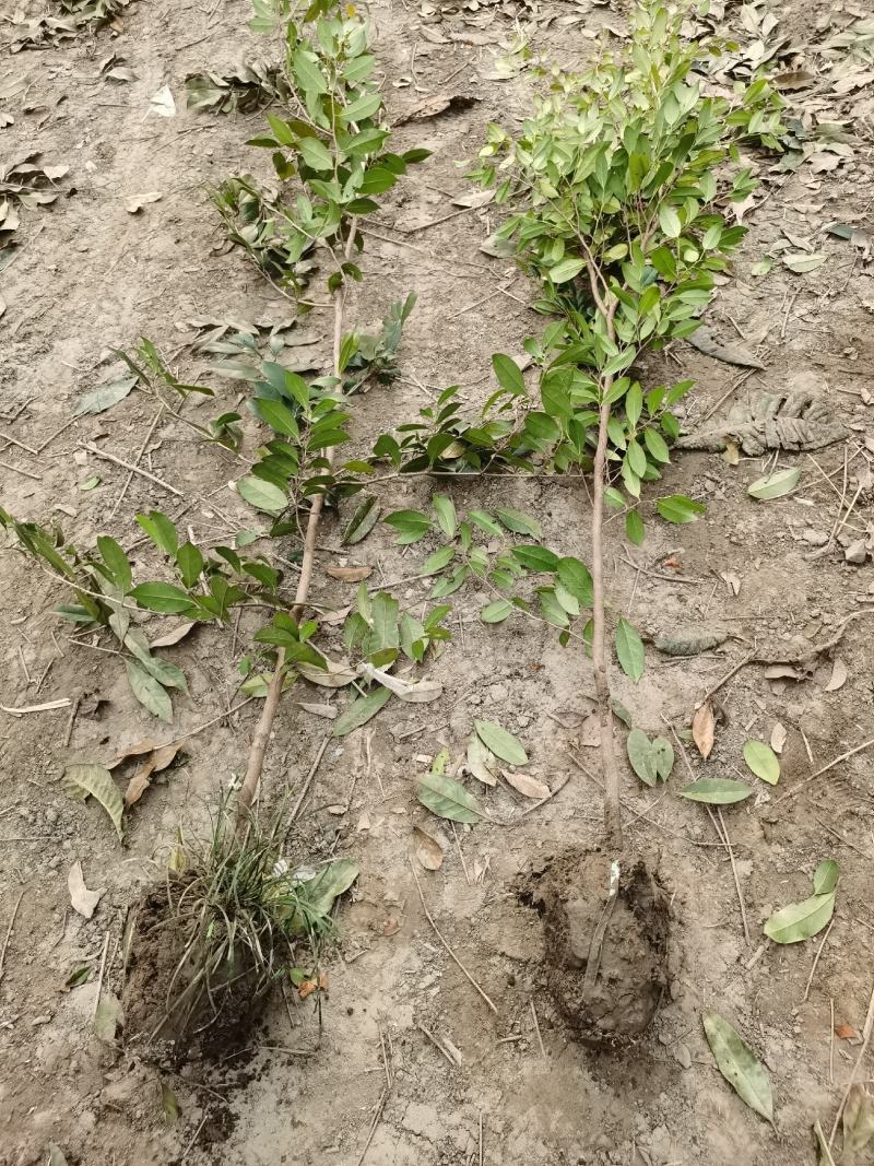 蚊母树苗高1.5-1.6米