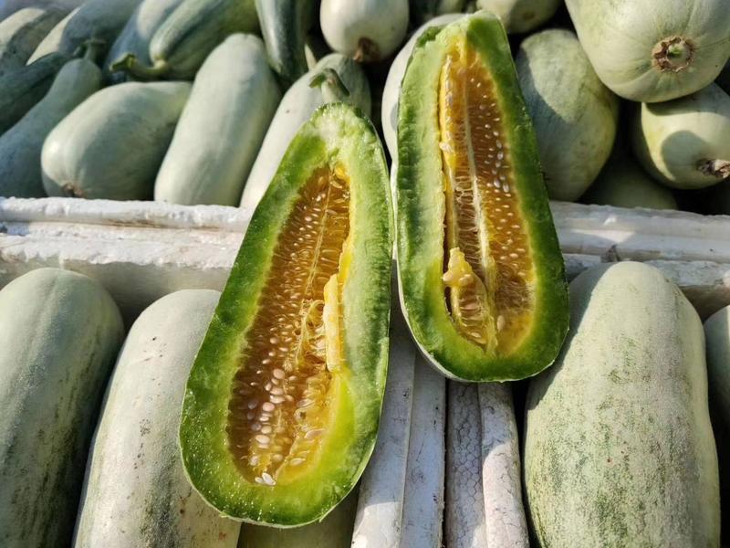 博洋9甜瓜，山东产地一手货源大量供应，质量保证，量大价优