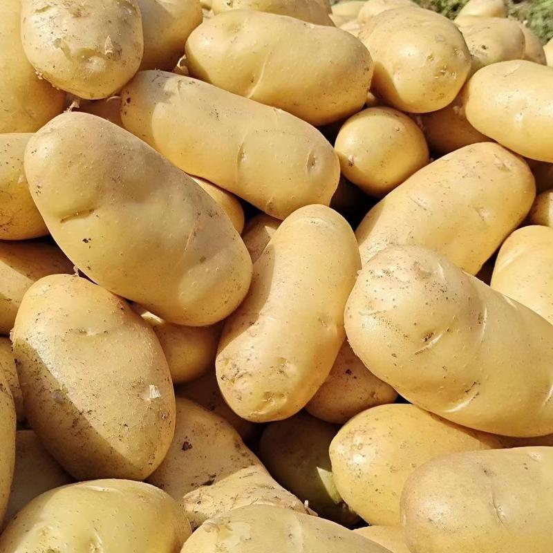 荷兰十五土豆开封土豆货源充足代收代发代加工