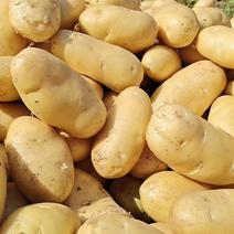 荷兰十五土豆开封土豆货源充足代收代加工