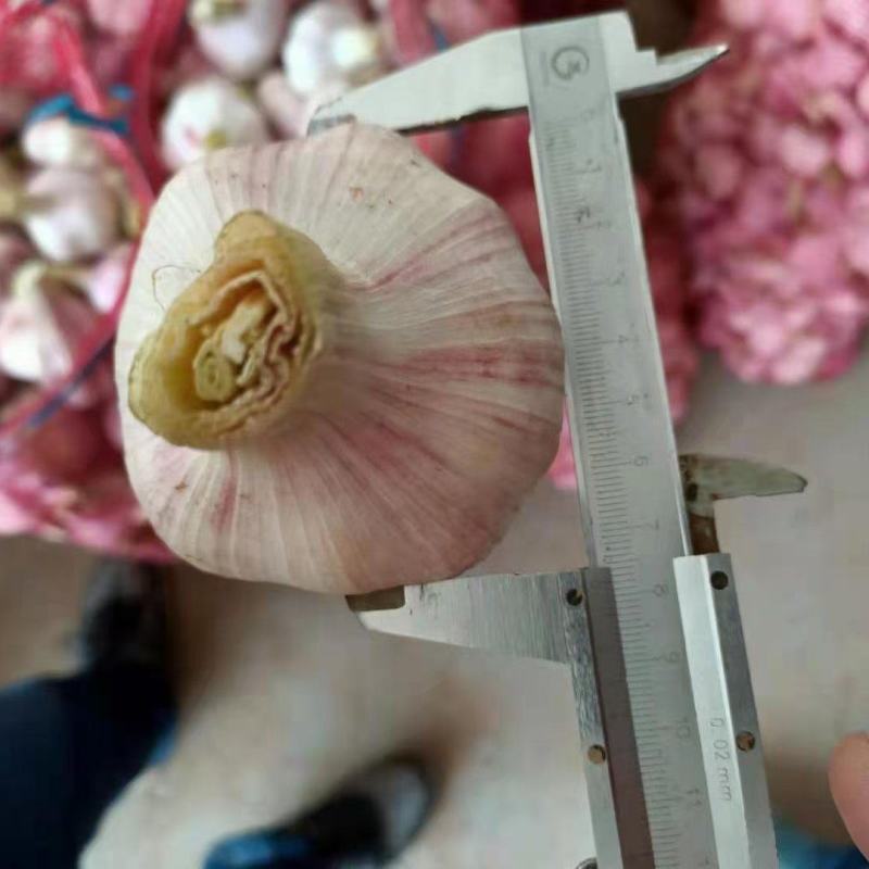 大蒜，紫红皮，多瓣！早熟大蒜！