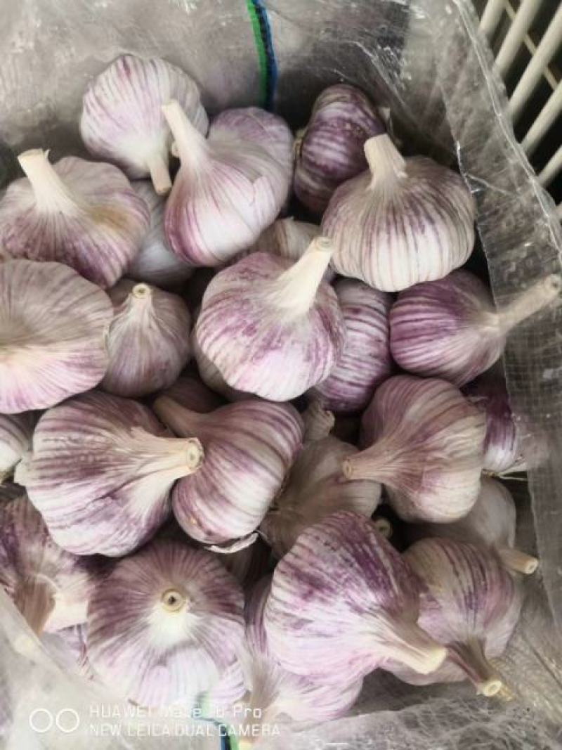 大蒜，紫红皮，多瓣！早熟大蒜！