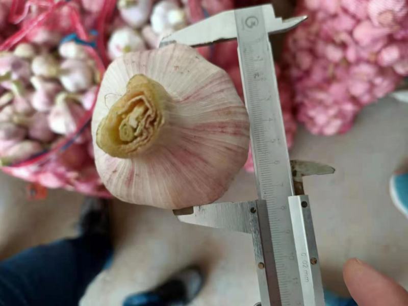 大蒜，紫红皮，多瓣！早熟大蒜！