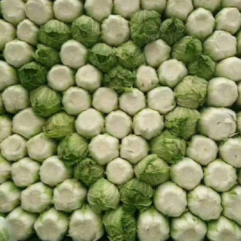湖北精品甘蓝，大量现货，保质保量，有需要的欢迎与我联系