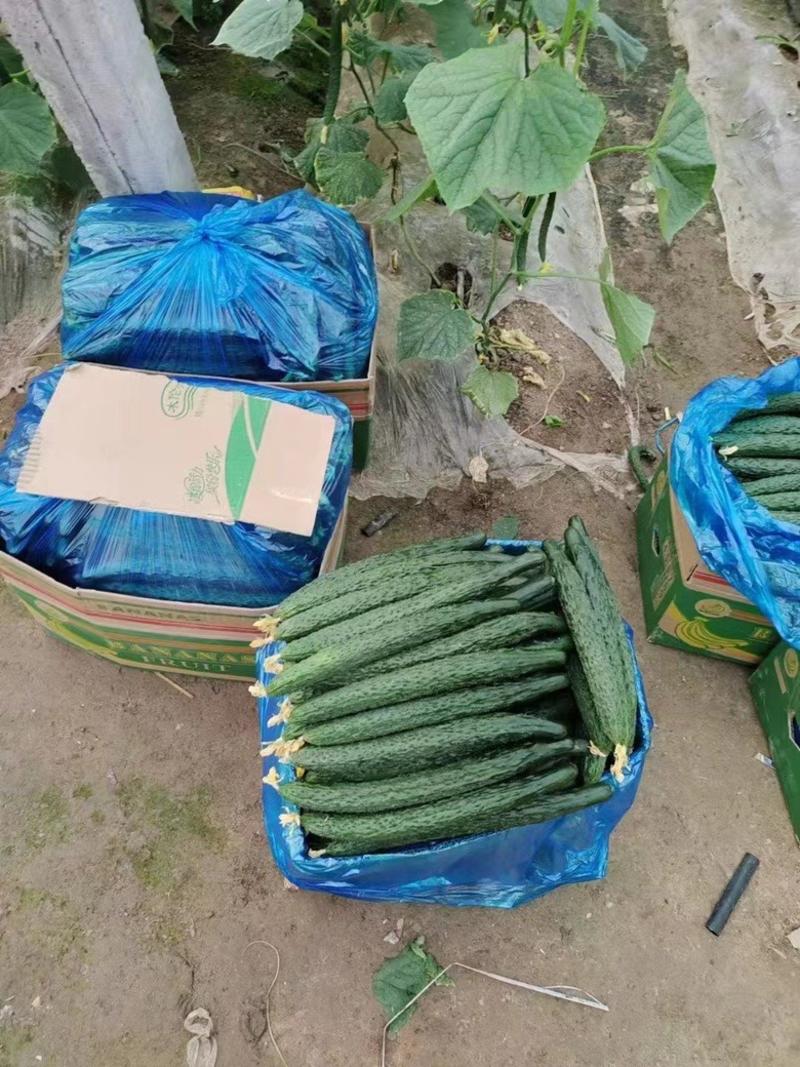 山东精品密刺黄瓜货源稳定一手货源各种规格保质保量