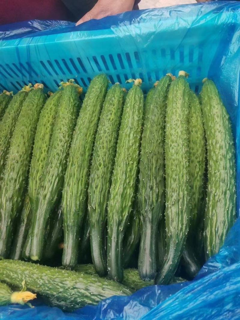山东精品密刺黄瓜货源稳定一手货源各种规格保质保量
