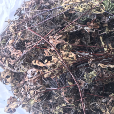 野生通经草，自然生长，人工采摘，干净无杂质。