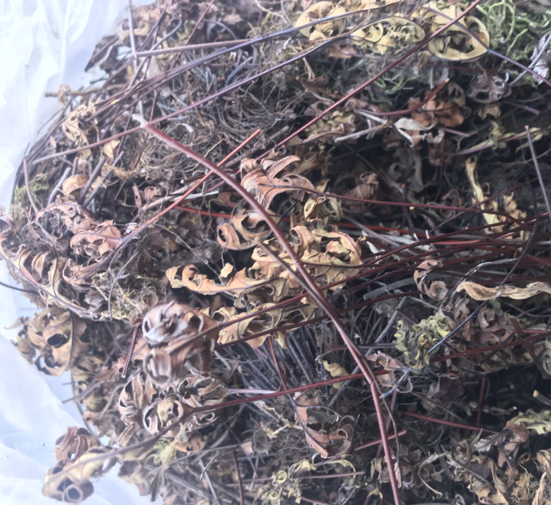 野生通经草，自然生长，人工采摘，干净无杂质。