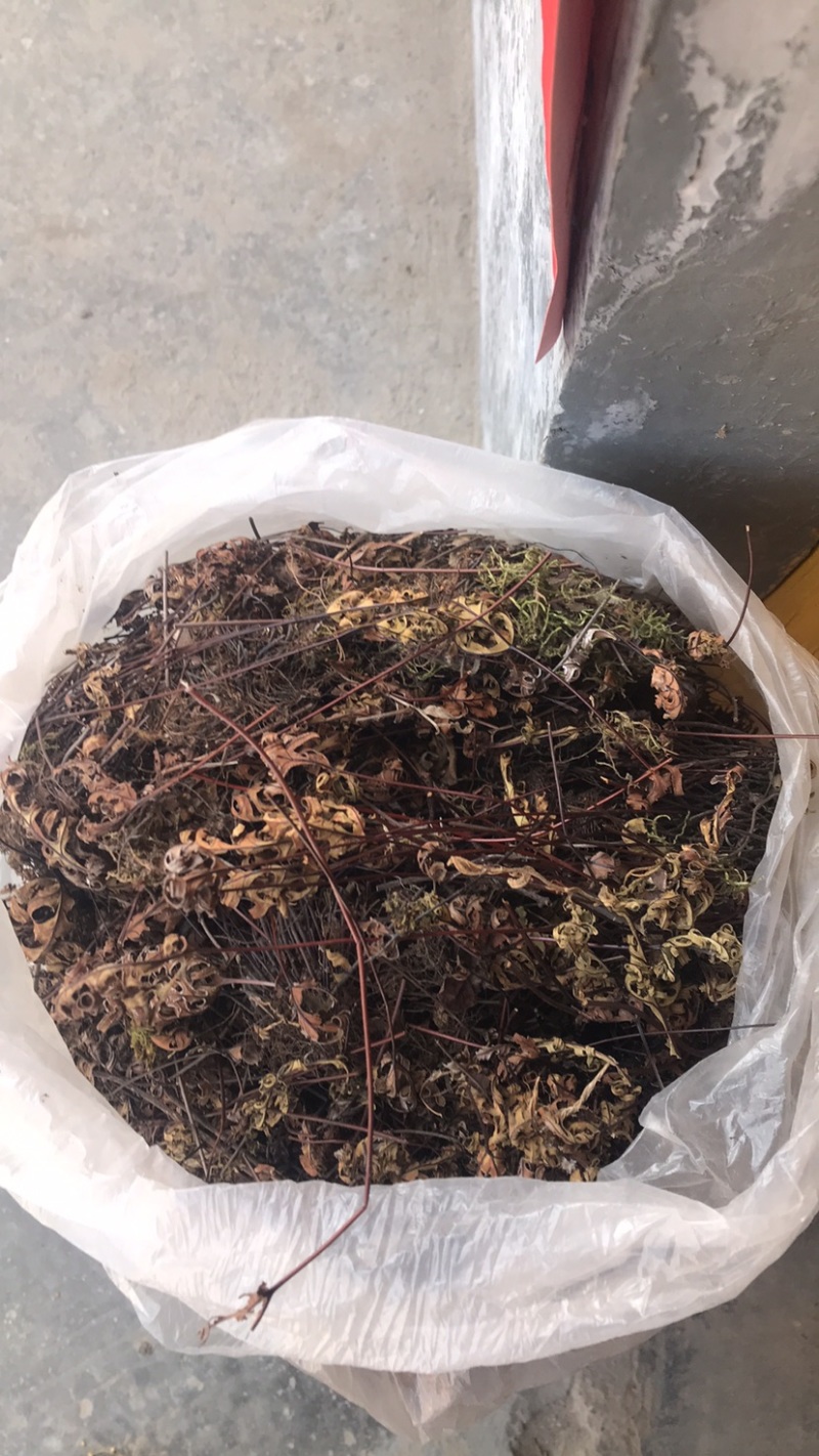 野生通经草，自然生长，人工采摘，干净无杂质。