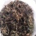 野生通经草，自然生长，人工采摘，干净无杂质。