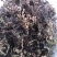 野生通经草，自然生长，人工采摘，干净无杂质。