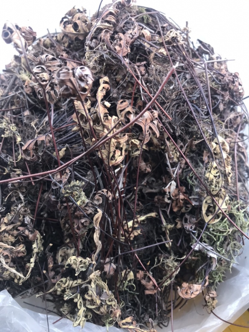 野生通经草，自然生长，人工采摘，干净无杂质。