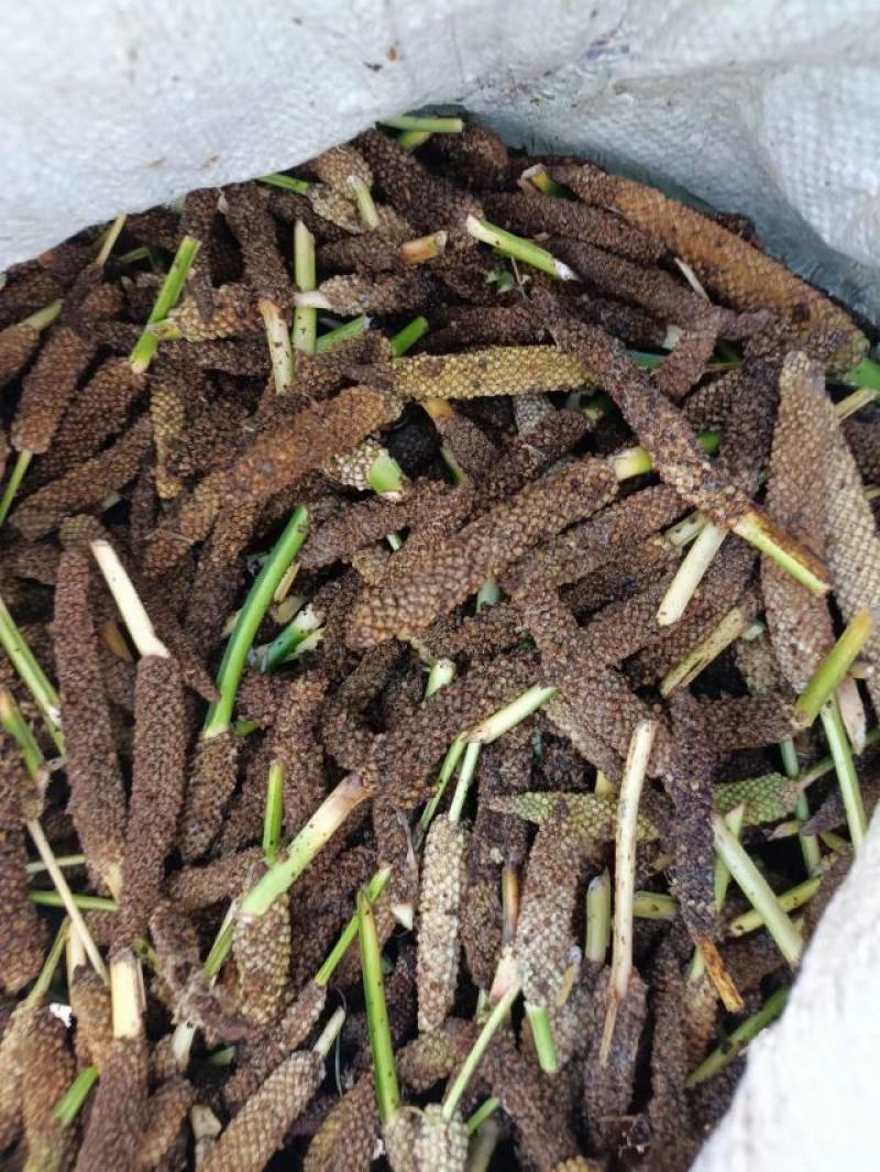 石菖蒲种仔，石菖蒲种苗出售，防野生种植户直接销售
