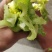 芹菜