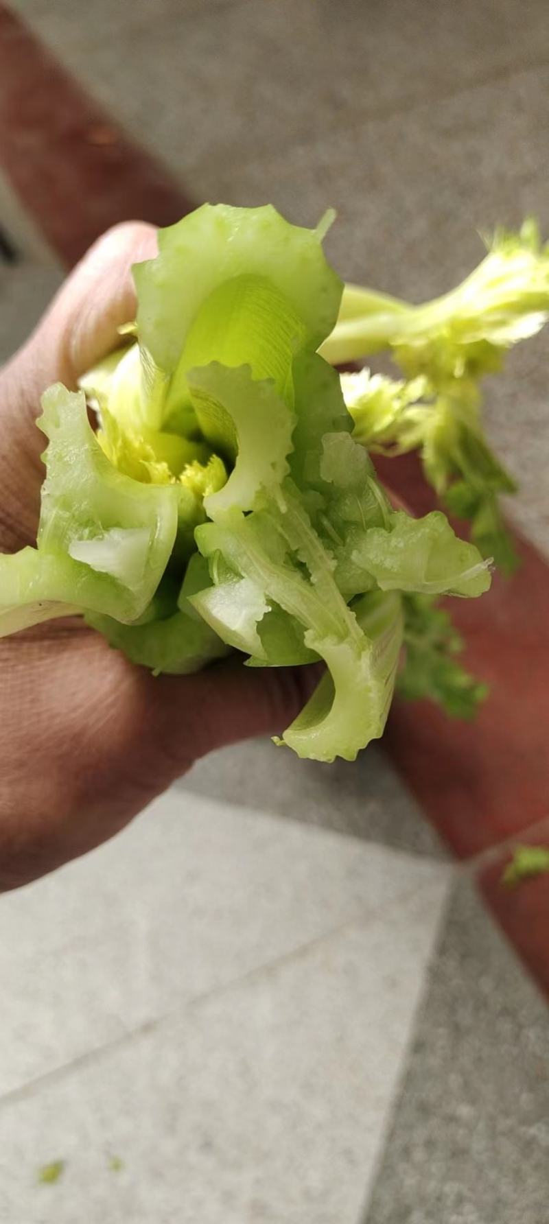 芹菜