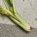 芹菜