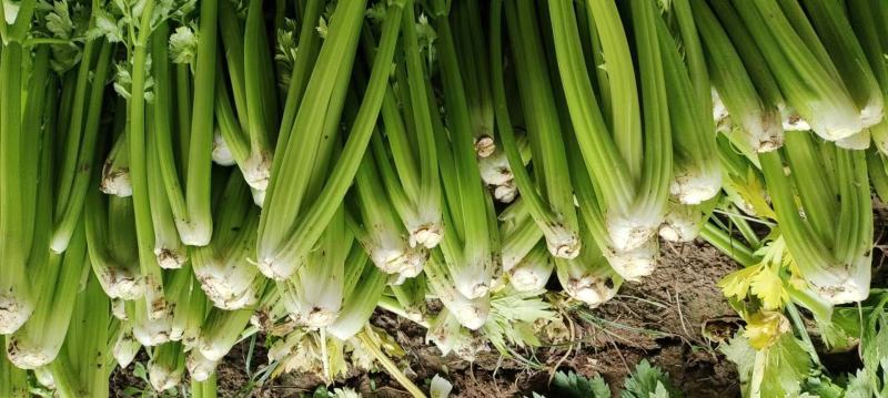 芹菜