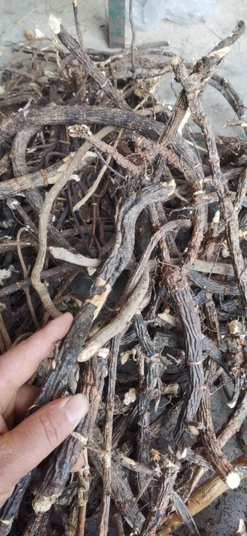 金雀根，洋雀花根，锦鸡儿，洋雀根，干度好，