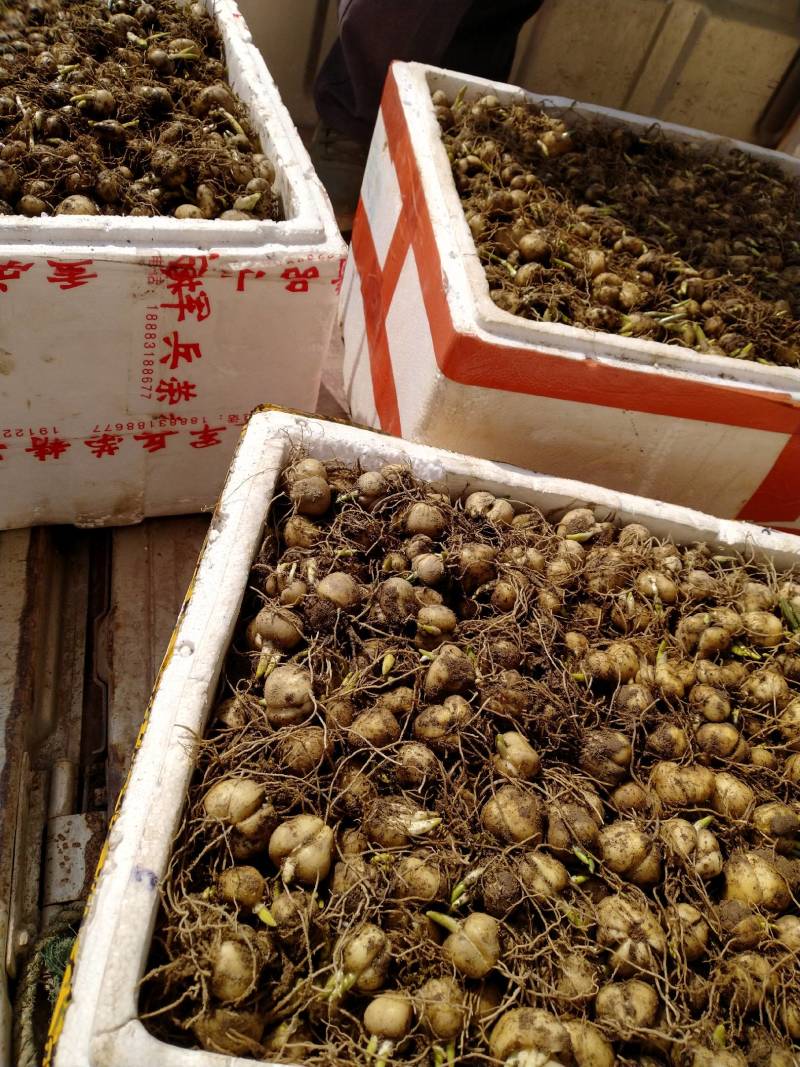 贝母/贝母种苗/鲜贝母/现挖发货/货源充足