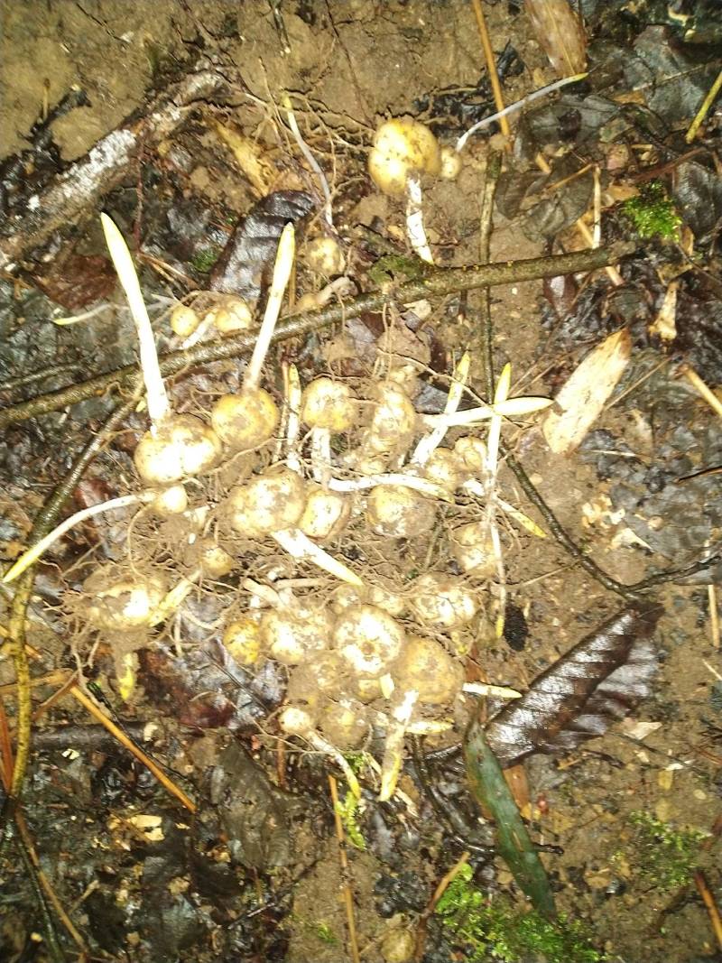 贝母/贝母种苗/鲜贝母/现挖发货/货源充足