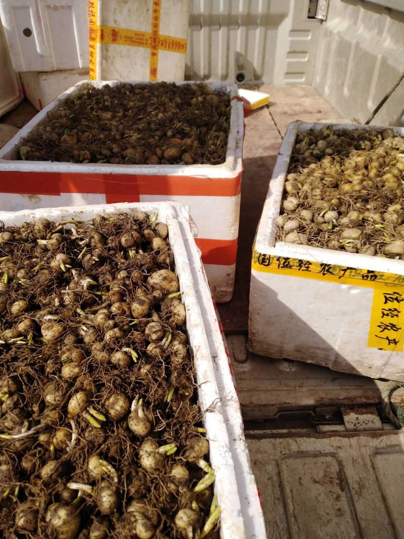 贝母/贝母种苗/鲜贝母/现挖发货/货源充足