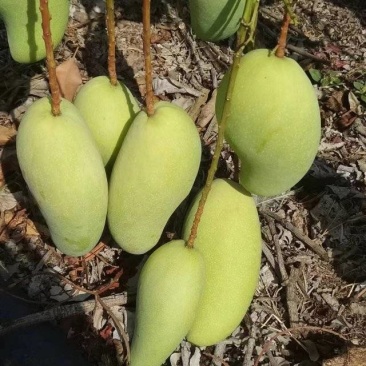 水仙芒