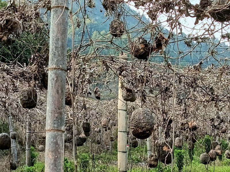 丝瓜络