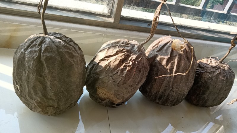 丝瓜络