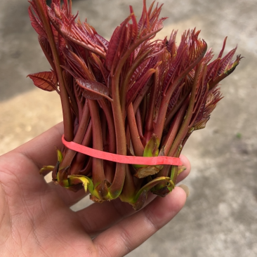 春芽