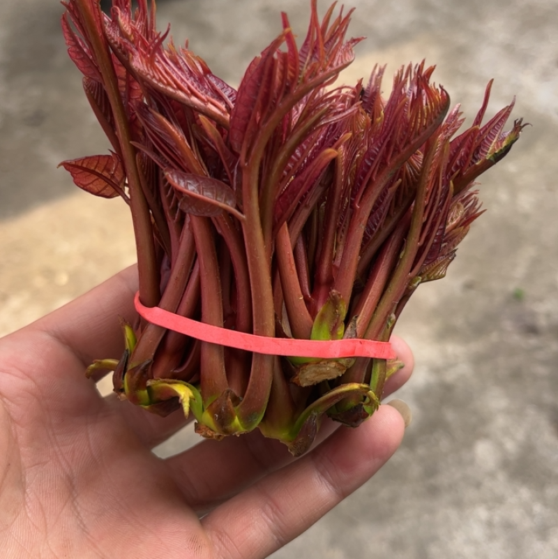 春芽
