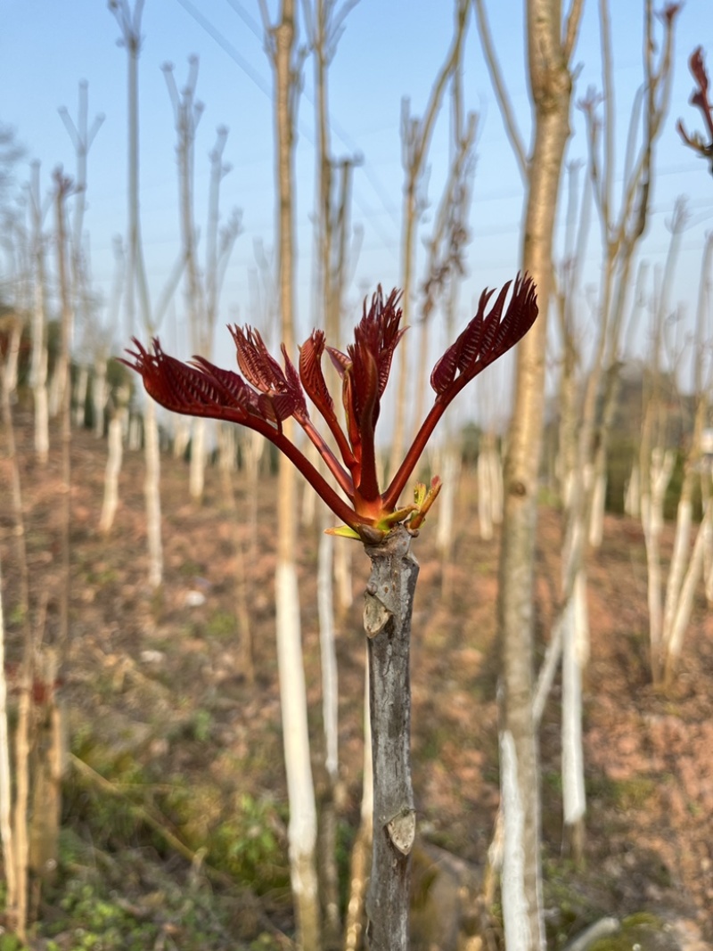 春芽