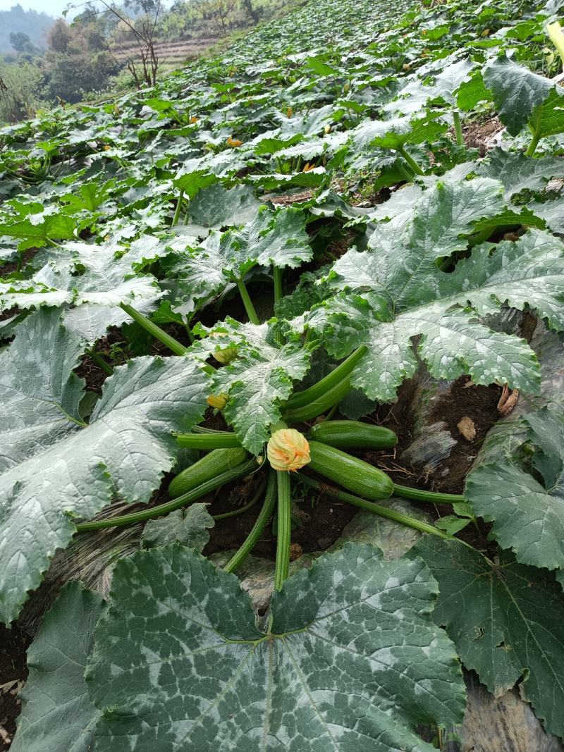 西葫芦