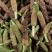 石菖蒲种仔，石菖蒲种苗出售，防野生种植户直接销售