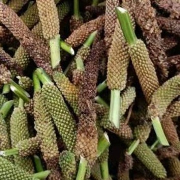 石菖蒲种仔，石菖蒲种苗出售，防野生种植户直接销售