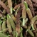 石菖蒲种仔，石菖蒲种苗出售，防野生种植户直接销售