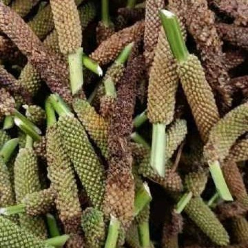 石菖蒲种仔，石菖蒲种苗出售，防野生种植户直接销售