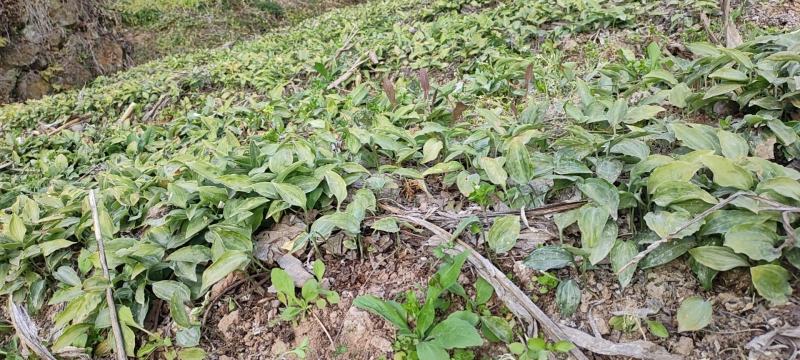 四川多花江型一年四季不倒苗露天甜黄精苗产地提供技术