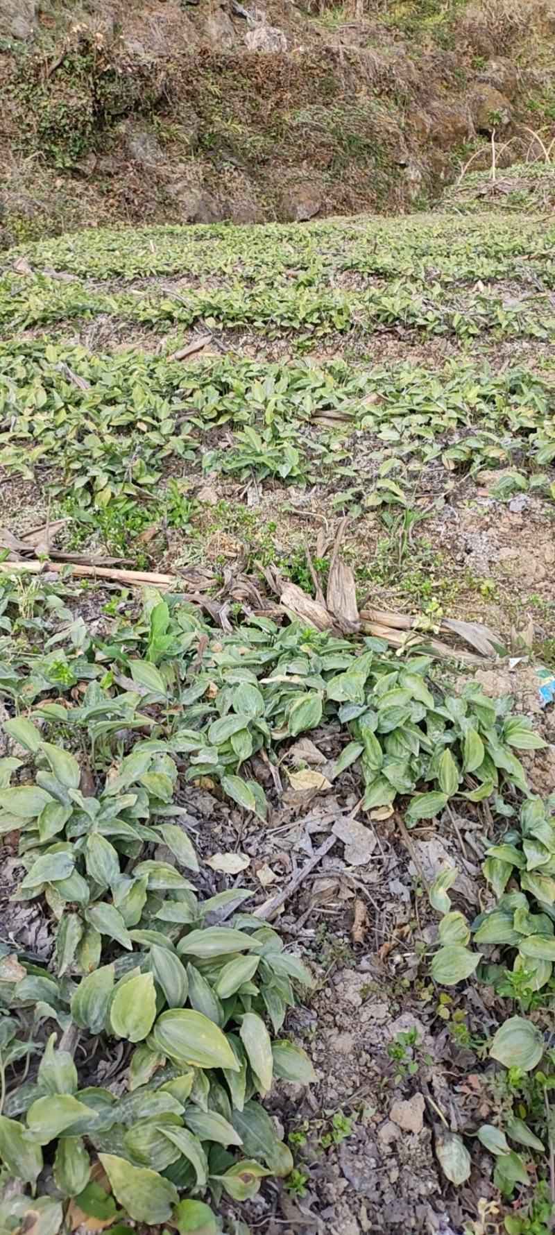 四川多花江型一年四季不倒苗露天甜黄精苗产地提供技术