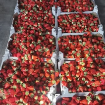 山东草莓大量上市价格不高需要的老板可以