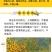 蛇目菊种子，秋季庭院绿化花期长花卉观赏绿化花卉耐寒耐贫橘