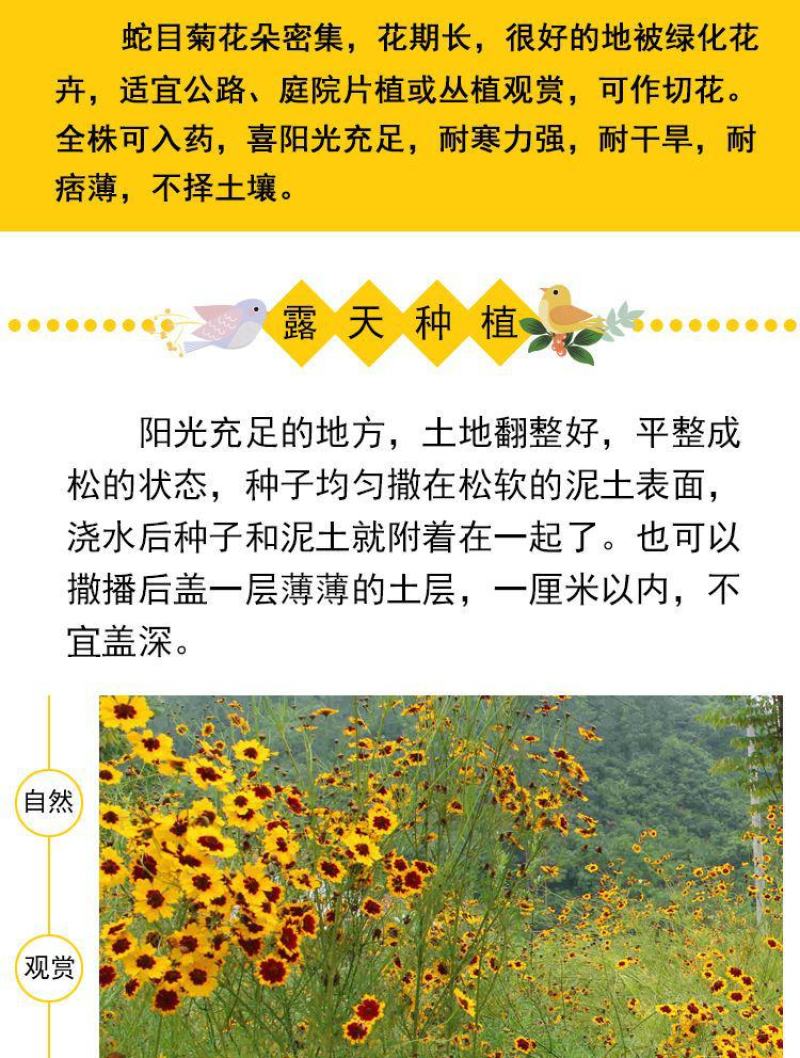 蛇目菊种子，秋季庭院绿化花期长花卉观赏绿化花卉耐寒耐贫橘