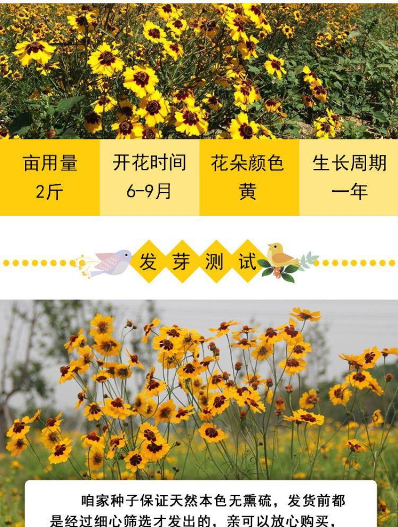 蛇目菊种子，秋季庭院绿化花期长花卉观赏绿化花卉耐寒耐贫橘
