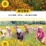 蛇目菊种子，秋季庭院绿化花期长花卉观赏绿化花卉耐寒耐贫橘