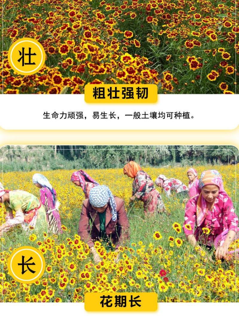 蛇目菊种子，秋季庭院绿化花期长花卉观赏绿化花卉耐寒耐贫橘